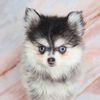 Portland Pomskies