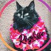 reglisse_cat_