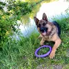 german_shepherd_lord