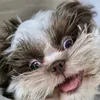 ohshitzu2