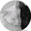 kittyingrid10