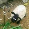 indhahahahaww