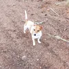 rosie_the_jack_russle