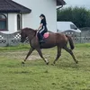 kw.dressagehorse