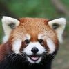 theredpanda778