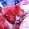 gatojapones0