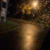 _cataleya_997