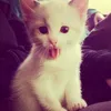 sparkwingsx