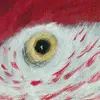 birdatsunrise