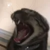 schewpid_soup