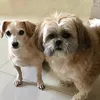 ritacshr