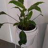 plant45424