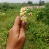 rahmayadhy