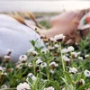 littleduckling_0