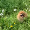 denasdogs