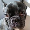 perroarabe0