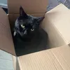 catsamiright