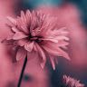 malak_queen55
