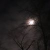 muffin_411