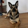 vanvlymensgirl