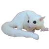 sugarglider_mama