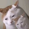 onlydedshrimp
