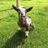goatdaddys