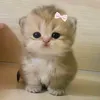 mimimilu099