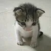 khanhcute12380