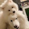 audiothesamoyed