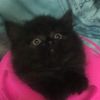 cat_1_88