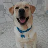 mauro_pesca