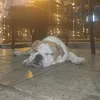 buldoggrof
