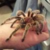 lovespider1