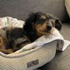choco.the.doxie