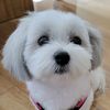 tofu.teddy