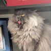 teddy_the_fluff