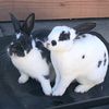 flm_bunny