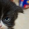 kittilaa_