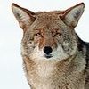 coyoties4u