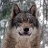 greyforestwolfe