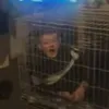 larrylosbster2