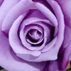 www.tiktok.comvic7