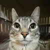 antoinechat