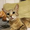 cat.tina.v
