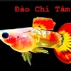 Đào Chí Tâm