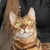 useryulcha