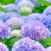 linhlinh8271