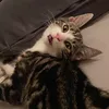biscuitandmerv
