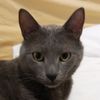 mitzicat28